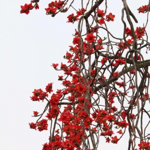 ��t��ľ�޻�ʢ�_�ˣ����ǡ��������硱��