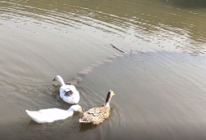 ����ˮů����֪��÷�@���С�����l�ֿܵ���ס��