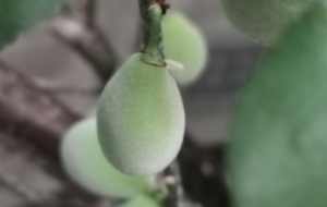 ȥ���I��һ��÷���������Ȼ�Y(ji��)�˺ö������֪���ܲ��ܳԵ�