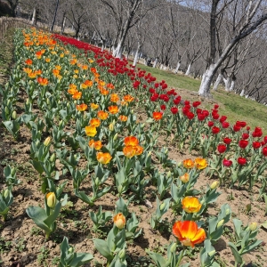 ���Ձ��ţ��҂��C�����Լ�һƬ��������