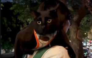 ��؈����T���_���`���ֿɐ�