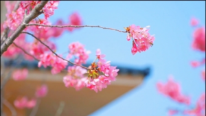 ����\(y��n)�ӹ��@�ѻ���(ji��)�򿨣����_(k��i)�ɺ� �N����ϼ