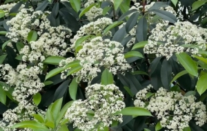 ����ʯ������ȫ����˵�Ǹ������