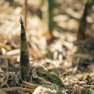 �����������ڹS����(g��)��ĩ�����w�(y��n)�ĵط�