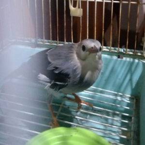 ץ��һֻ�B���оW�����J������ɶƷ�Nô