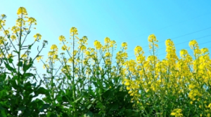 �z�ѷ������Ͳ˻�ʢ�_�����SһƬ��Ԋ�箋