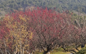 ÷���Mɽʢ�_����ɽ�����������g�ɾ�