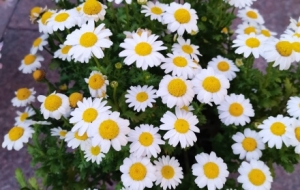 һ�����R·ѽ�����p��;���L(f��ng)��