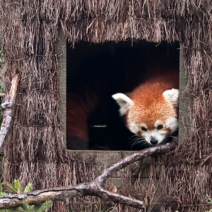 ����򿨣��ɿɐېۣ��]�П���