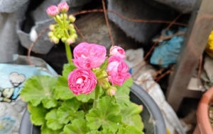 �B(y��ng)һ�wֲ��o����һ�c�ɫ������