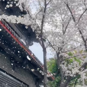 ���˰��ؿ�һ���ѻ��꣬�����һ�������Ҹ�����