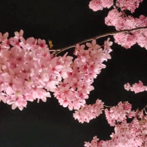 �����ѻ��������Ǵ��ĸ��ʽ