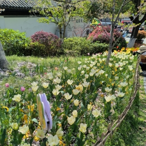 ��ɽ�L���^�S�ģ����c�Gɫ������һ��������