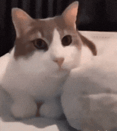 ��˾�_�˂�С�������TӑՓ�żٵ��£��킀�e���ݼ�