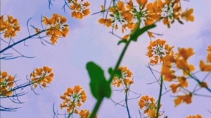 DVD�V�R�µ��Ͳ˻���׌���̲�סͣ�´�æ���_��