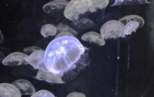 ����еľ��`�������Ĳ���Ԓ