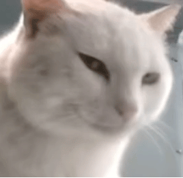 �����һ��Ů�����������ͬ�ӣ��Q���(hu��)��ô�ش�