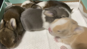 С���ӂ��@�ɫ���Ү�(d��ng)���µĲ�̫һ�Ӱ���