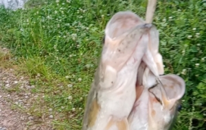 ������~�@���e(cu��)���@����Ұ឵Ę�Ȥ��