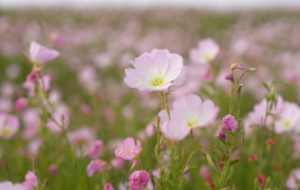 ��ꎽ^�����������ڡ���