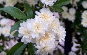 �S�ģ��㻨�_�����A��ǧ�������Ե���