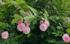 �z�ѷ������Nޱ���M�ܣ����ZҲ�A��~