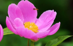 �z�ѷ�����ˎ�����_��������