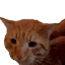 ͬһ��ë��������t(y��)���f�^�죬�Ϻ��t(y��)���f���g(sh��)���Ͼ��t(y��)���f�����һ���t(y��)��һ���f��