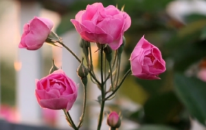 �G��ꎝ������L���M���NޱһԺ��