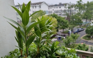 �Ҽ���_�ϵ�ֲ���Щ��ؐ��������õĶY��