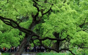 ���Ϻ���������ɭ�ֹ��@��һ�������o����Ȼ�L(f��ng)�⣡��������