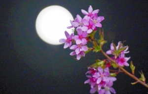 ҹ���\�ӹ��@����Ƭ�����@�G�`�ţ�ǧ�f�e�e�^