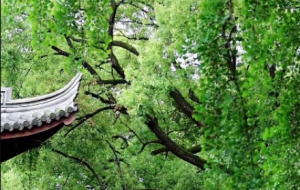 �S�ģ��G�����������s��޹�L������