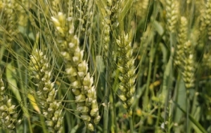 �������ã���â��������Ⱦ��õ���