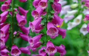 ��Ғ���Ż��_֮�����������飬���Sһ�����_�Ľk��