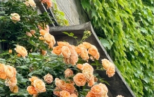 ���T�|�e�䣡С��������ͣͣ�Գ�����