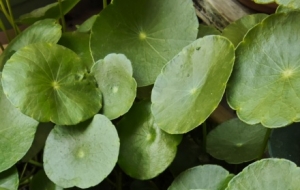 Ŀ�ⶨ��С�^(q��)������ֲ������C(j��)�c����