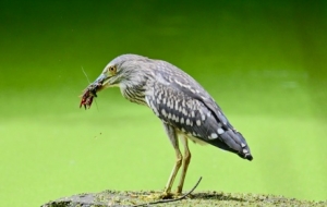 �z�����R�^ӛ�ҹ�����Cʳ˲�g�����泬��