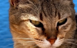 �̺��{�������ȿɐ۵�؂��؈���R�^