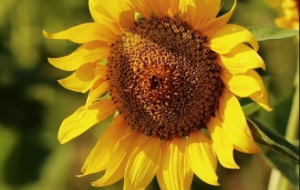 �S�����տ������������@�п� ��¶���Օ�