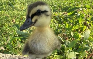 ͵͵����С���ؽ�ꎣ�ë�q�q�Ķ��ڻ���