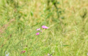 �l(f��)�F(xi��n)����֮�����R�^��·߅�Ļ����ݲݽԄ�(d��ng)��