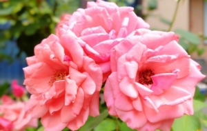 ���_(k��i)���G���S��һ�Ĳ�׽��߅�Ļ���