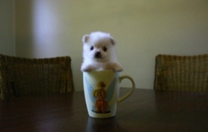 �󱧱��e�߸ߣ�ë���׵�С�������������