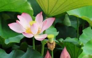 �����C��׽�ɻ����R�^�µĪ�������