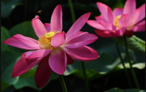 �ɻ�չ�t�ɫ�������۷������