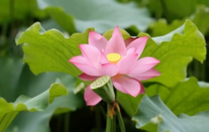 �ɻ��uҷ���S��һ�Ķ��Ǵ�Ƭ