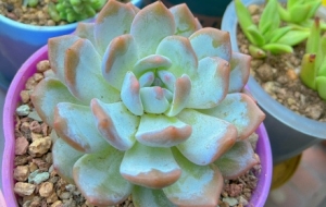 �ҵĶ����܊��һ��������ƺ�����Ԓ���f�����I