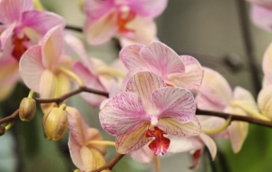 �W���S���ģ������J�R��ͬɫϵ�ĺ����m��