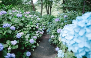 �R�^�µ��������������һ��������